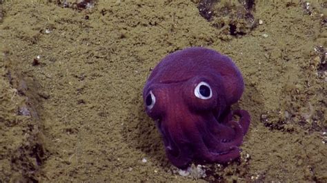 A Gorgeous Purple Stubby Squid With Big Googly Eyes That Appear to Be ...