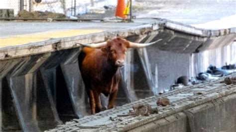 Chaos at Newark Penn Station as enormous bull spotted by tracks before ...