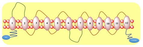 Schematic structure of GLUT family glucose transporters proteins | Download Scientific Diagram