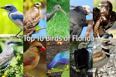 10 Stunning Native Birds Every Florida Visitor Needs to See