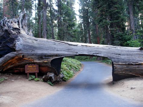 Tunnel Log: Crescent Meadow Trail, Sequoia National Park, California