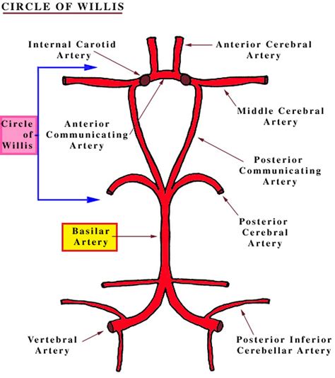 Basilar artery anatomy, aneurysm, thrombosis, hypoplasia ...