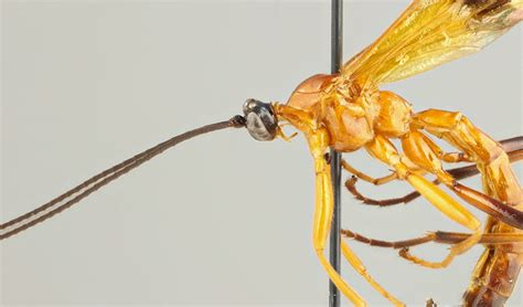 New parasitoid wasp species discovered in Amazon manipulate host ...