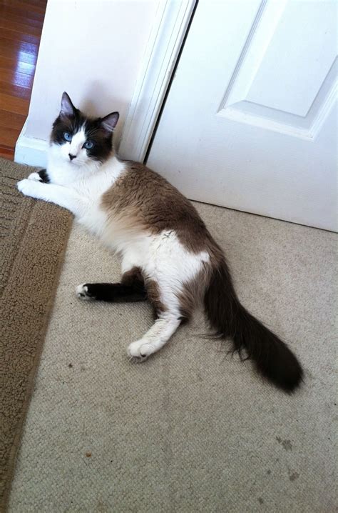 Snowshoe cat | Snowshoe cat, Cats, Animals