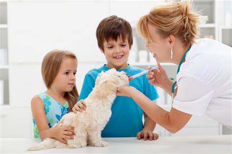 Veterinarian in North Las Vegas, NV | Ann Road Animal Hospital