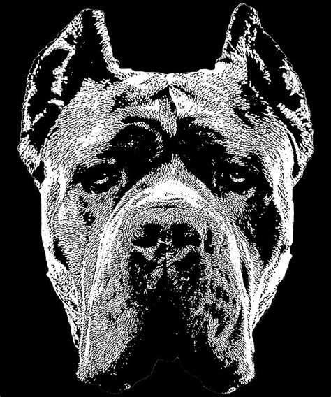 Cane Corso Dog Italian Mastiff Head Pet Portrait Digital Art by Super Katillz - Fine Art America