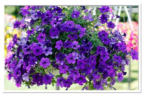 Petunia Night Sky | Sugar Creek Gardens St Louis Garden Center and Nursery | Wave petunias care ...