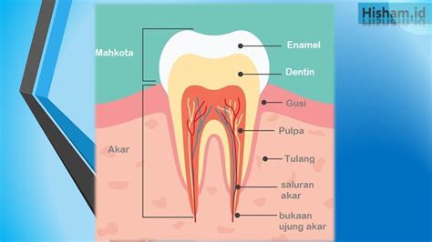 Gigi: Pengertian, struktur, bagian dan fungsinya | Hisham.id | Biologi