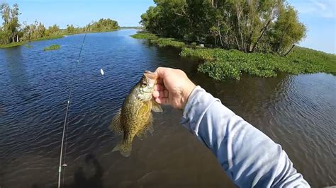 Crappie (Sacalait) fishing in Gibson Louisiana ( bayou black) - YouTube