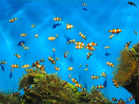 Aquarium - Cape Town 4 Free Photo Download | FreeImages