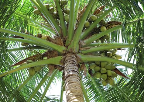 Pohon Kelapa, Tanaman Paling Serbaguna