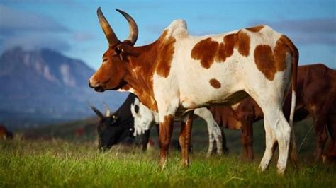 Amazing Madagascar Animals | Unusual animals, Animals, Zebu cow