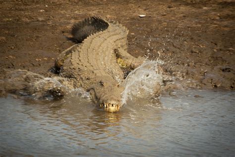 Where Do Crocodiles Live? Let's Explore Their Habitat
