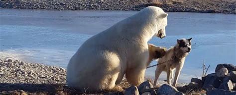 Polar bear is petting dog and the video is out of the ordinary