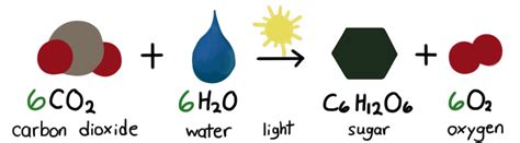 Equation For Photosynthesis