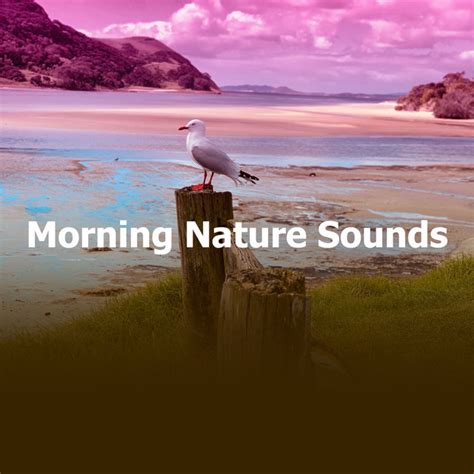 Morning Nature Sounds - Album by Nature Sounds | Spotify