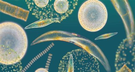 Where Do Phytoplankton Live | The Base Of The Food Chain