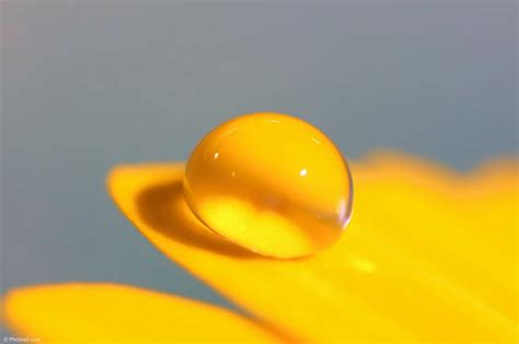 Macro Waterdrop On Yellow Flower - Boxist.com Photos Portfolio