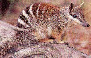 Numbat