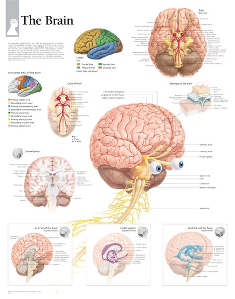 Anatomy Of The Brain Laminated Wall Chart With Digital Download Code | lupon.gov.ph