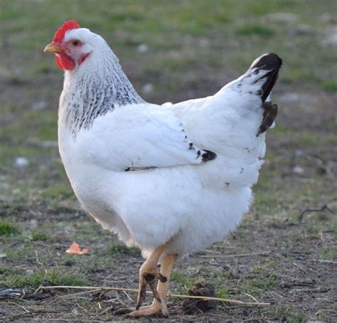 Delaware | Chickens backyard, Beautiful chickens, Fancy chickens