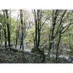 Forest photos from Lichtscheid Wuppertal | Free SVG