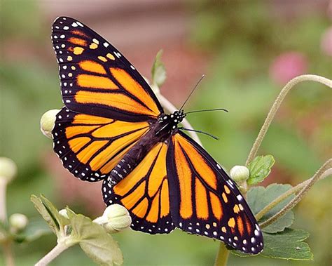 Lifecycle of a Monarch Butterfly timeline | Timetoast timelines