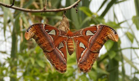 Atlas Motýľ Mora Nočné - Fotografia zdarma na Pixabay