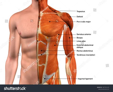 Human Male Torso Anatomy Human Male Anatomy Body Muscles Skeleton | The ...