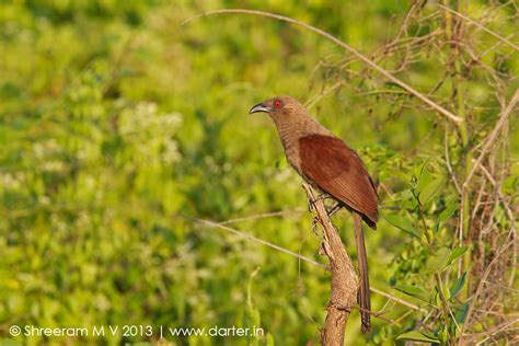 Andaman Series #1: Endemic birds of Andamans - Darter Photography