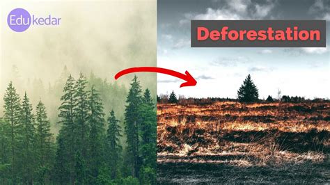 Causes of Deforestation: Meaning, Reason & Effects on Environment