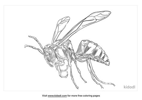 Tarantula Hawk Wasp Life Cycle Sketch Coloring Page