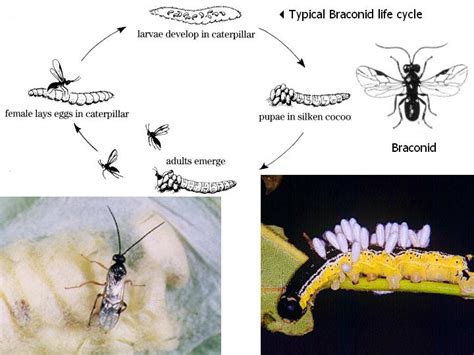 Hymenoptera: sawflies, wasps, ants & bees