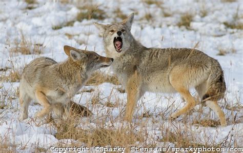 Wolves, Wolf Facts, Cougars, Cougar Facts, Coyotes, Coyote Facts - Wolves, Cougars, Coyotes ...