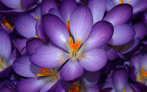 🔥 [47+] HD Flower Wallpapers 1080p | WallpaperSafari