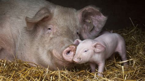 Baby Pigs Wallpapers - WallpaperSafari