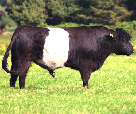 Belted Galloway Cattle: Origin, Characteristics, Uses