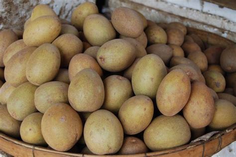 Ciku (Manilkara zapota/ Sapodilla) Ciku is an egg-shaped berry with an earthy brown color and a ...