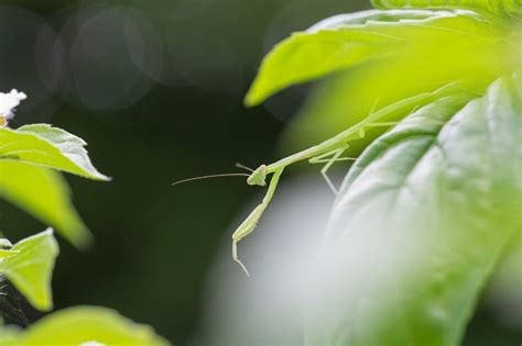 Exploring the Natural Habitat of the Praying Mantis: A Fascinating Guide