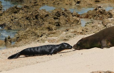 Birth of a Hawaiian Monk Seal Pup! | Hawaiian Forest