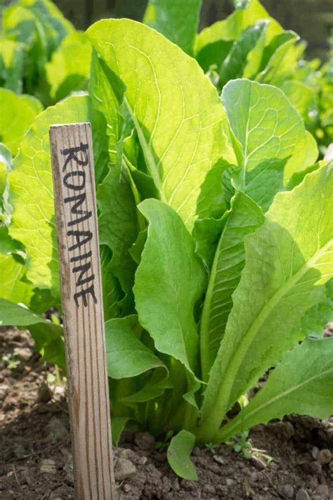 Growing Romaine Lettuce, Step-by-Step - Growfully