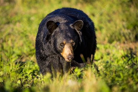 Black bear preparing for hibernation, USA - Stock Image - C038/8141 - Science Photo Library