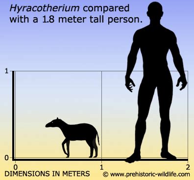 Hyracotherium