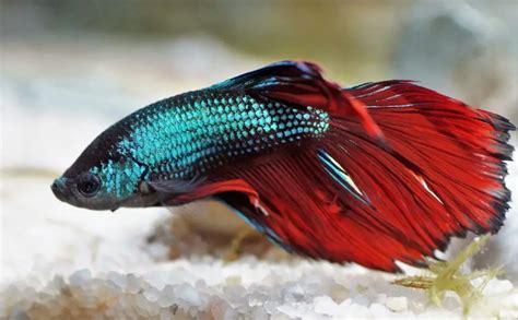 Pesce Combattente Betta Splendens - Famiglia Gourami - Sea Life Expert