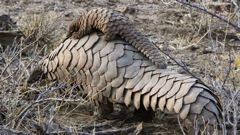 Pangolin / Instructions For Cardboard Animals Pangolin Project ...