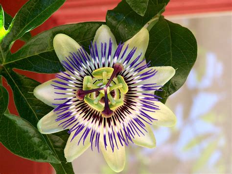 Free Passion Flower 1 Stock Photo - FreeImages.com