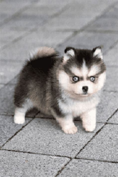 miniature pomsky for sale | Pomsky puppies, Puppies, Pomsky puppies for ...