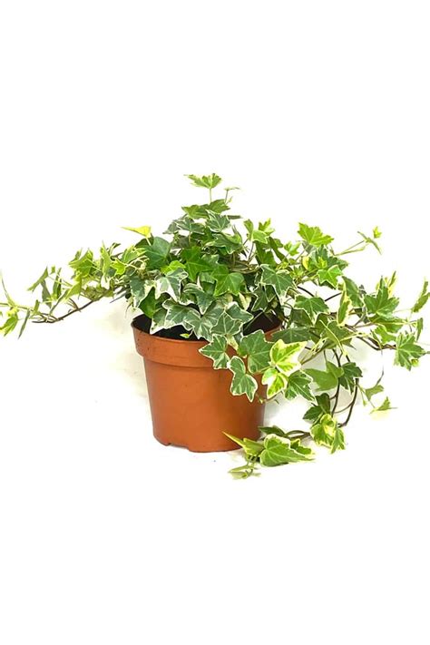 Hedera Helix Variegated - English Ivy Variegated - Indoor Plants ...