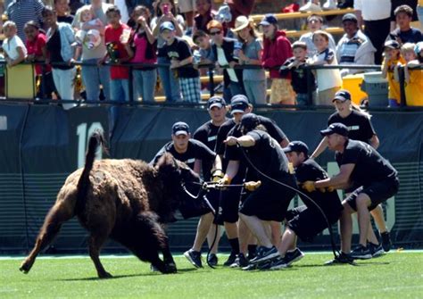 When Ralphie V roamed free: The CU Boulder mascot’s memorable 2008 ...