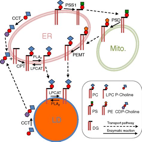 phosphatidylcholine metabolic process | Semantic Scholar